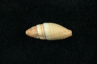 藏品(筆螺)的圖片